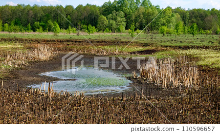 The image shows a muddy field with cut stalks and a small pond, surrounded by green trees under a cloudy sky. 110596657