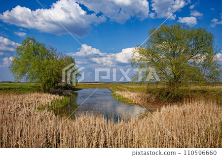 The image shows a tree next to a pond surrounded by dried reeds under a partly cloudy sky. 110596660