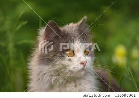 Sunshine and fresh air in pet friendly garden 110596901