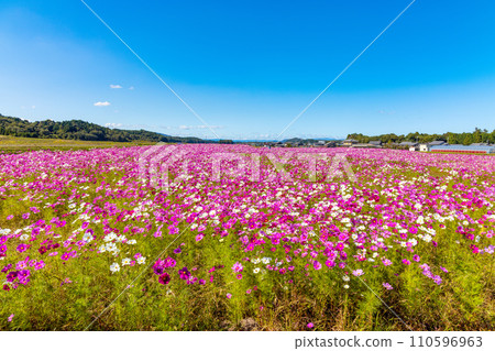 秋季櫻花（十月晴天） 110596963