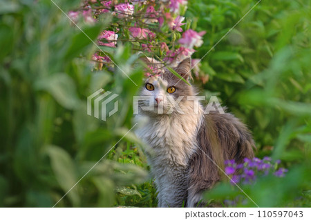 Cat lies in colorful flowers and green bokeh in the background. 110597043