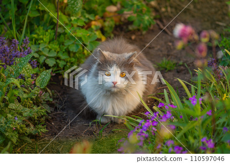 Pet safe non poisonous garden plants. 110597046