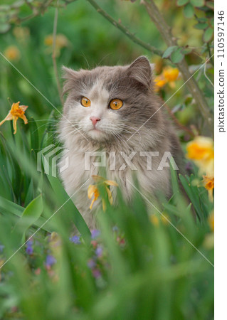 Cheerful young cat posing in the green grass on sunset Cheerful young cat posing in the green grass on sunset 110597146