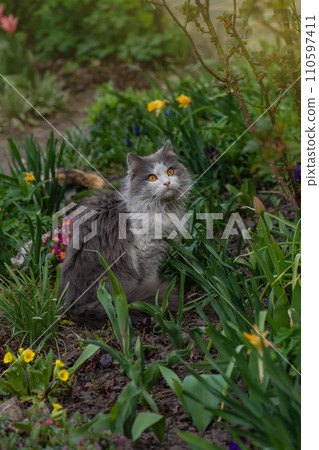 Portrait of a cat on the farm Portrait of a cat on the farm 110597411