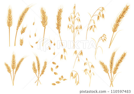 Oats and wheat mega set in flat design. Bundle elements of gold cereal plants, ripe ears with grains. Agriculture crop and ingredient for bakery products. Vector illustration isolated graphic objects 110597483