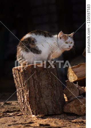 Pretty cute cat is sitting on  meadow 110597583