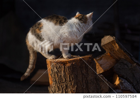 Pretty cute cat is sitting on meadow Pretty cute cat is sitting on meadow 110597584