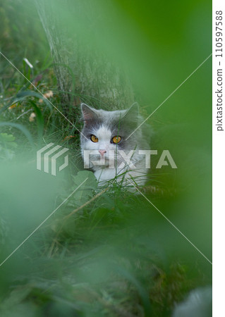 Pretty cute cat is sitting on meadow Pretty cute cat is sitting on meadow 110597588