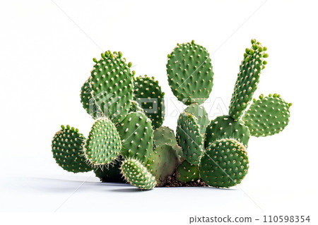 Opuntia cactus isolated on white background. Sabres, fruits of Opuntia ficus-indica. Barbary fig, cactus pear, spineless cactus or prickly pear Opuntia cactus isolated on white background. Sabres, fruits of Opuntia ficus-indica. Barbary fig, cactus pear, spineless cactus or prickly pear 110598354