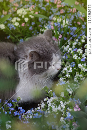 Cat on a background of flower field. Cat on a background of flower field. 110598673