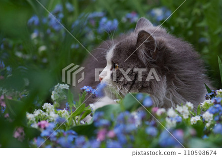 Cat on a background of flower field. Cat on a background of flower field. 110598674
