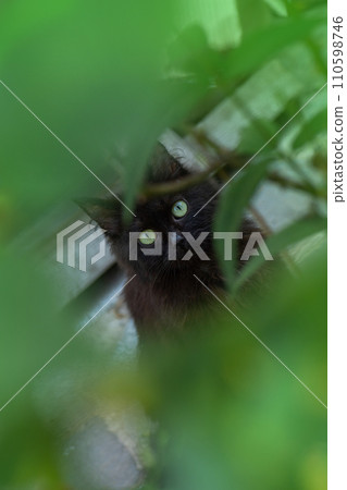 Lovely kitten portrait outdoors  110598746