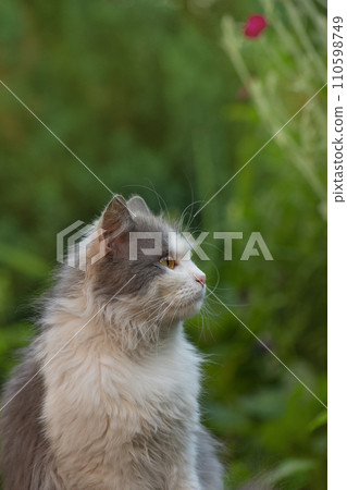 Lovely kitten portrait outdoors Lovely kitten portrait outdoors 110598749