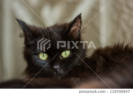 Adult domestic cat sitting in grass. Adult domestic cat sitting in grass. 110598847