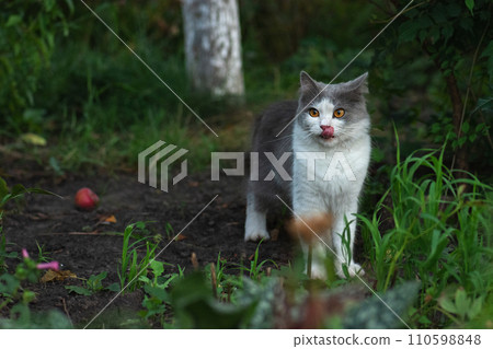 Adult domestic cat sitting in grass. Adult domestic cat sitting in grass. 110598848