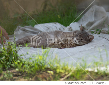 Funny curious happy cat playing in nature 110598942