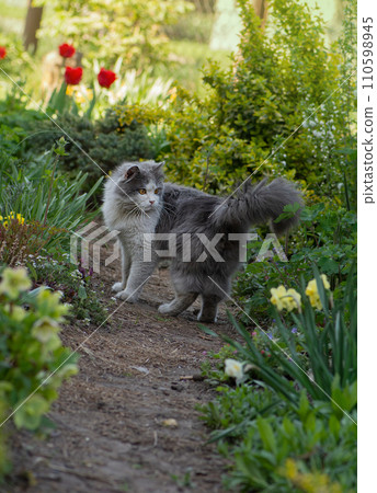 Funny curious happy cat playing in nature Funny curious happy cat playing in nature 110598945