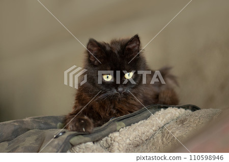 Funny curious happy cat playing in nature Funny curious happy cat playing in nature 110598946