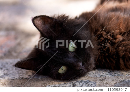 Funny curious happy cat playing in nature Funny curious happy cat playing in nature 110598947