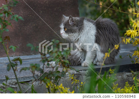 Funny curious happy cat playing in nature Funny curious happy cat playing in nature 110598948