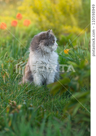 Funny curious happy cat playing in nature 110598949