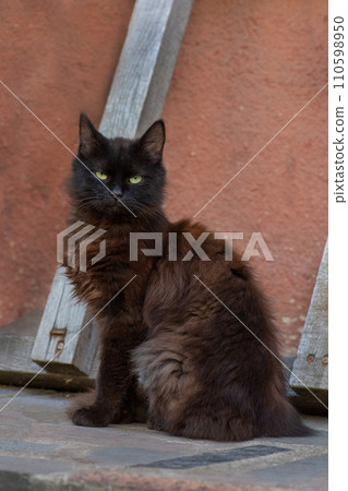 Funny curious happy cat playing in nature Funny curious happy cat playing in nature 110598950