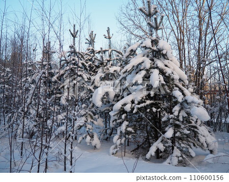 Pine forest in winter during the day in severe frost, Karelia. Snow on the coniferous branches. Frosty sunny weather anticyclone. Scots pine Pinus sylvestris is a plant pine Pinus of Pine Pinaceae Pine forest in winter during the day in severe frost, Karelia. Snow on the coniferous branches. Frosty sunny weather anticyclone. Scots pine Pinus sylvestris is a plant pine Pinus of Pine Pinaceae 110600156