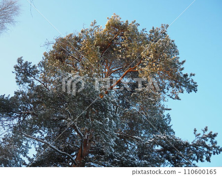 Pine forest in winter during the day in severe frost, Karelia. Snow on the coniferous branches. Frosty sunny weather anticyclone. Scots pine Pinus sylvestris is a plant pine Pinus of Pine Pinaceae 110600165