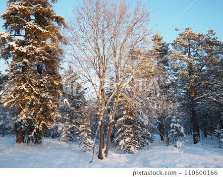 Pine forest in winter during the day in severe frost, Karelia. Snow on the coniferous branches. Frosty sunny weather anticyclone. Scots pine Pinus sylvestris is a plant pine Pinus of Pine Pinaceae Pine forest in winter during the day in severe frost, Karelia. Snow on the coniferous branches. Frosty sunny weather anticyclone. Scots pine Pinus sylvestris is a plant pine Pinus of Pine Pinaceae 110600166
