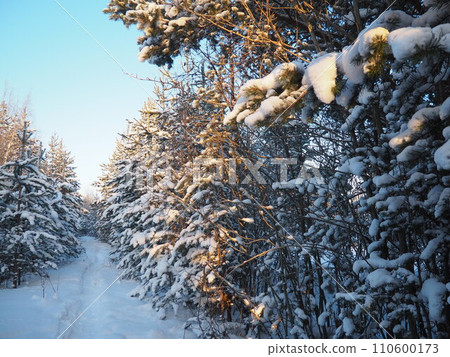 Pine forest in winter during the day in severe frost, Karelia. Snow on the coniferous branches. Frosty sunny weather anticyclone. Scots pine Pinus sylvestris is a plant pine Pinus of Pine Pinaceae 110600173