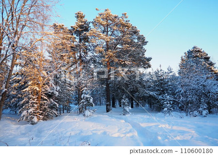 Pine forest in winter during the day in severe frost, Karelia. Snow on the coniferous branches. Frosty sunny weather anticyclone. Scots pine Pinus sylvestris is a plant pine Pinus of Pine Pinaceae Pine forest in winter during the day in severe frost, Karelia. Snow on the coniferous branches. Frosty sunny weather anticyclone. Scots pine Pinus sylvestris is a plant pine Pinus of Pine Pinaceae 110600180