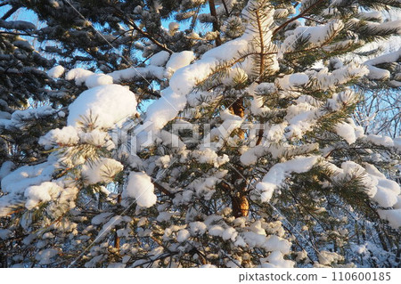 Pine forest in winter during the day in severe frost, Karelia. Snow on the coniferous branches. Frosty sunny weather anticyclone. Scots pine Pinus sylvestris is a plant pine Pinus of Pine Pinaceae 110600185