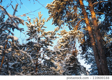 Pine forest in winter during the day in severe frost, Karelia. Snow on the coniferous branches. Frosty sunny weather anticyclone. Scots pine Pinus sylvestris is a plant pine Pinus of Pine Pinaceae Pine forest in winter during the day in severe frost, Karelia. Snow on the coniferous branches. Frosty sunny weather anticyclone. Scots pine Pinus sylvestris is a plant pine Pinus of Pine Pinaceae 110600188