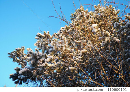 Pine forest in winter during the day in severe frost, Karelia. Snow on the coniferous branches. Frosty sunny weather anticyclone. Scots pine Pinus sylvestris is a plant pine Pinus of Pine Pinaceae 110600191