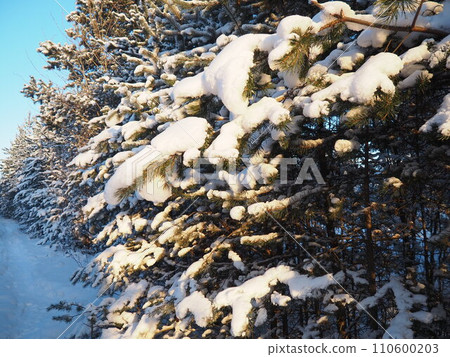 Pine forest in winter during the day in severe frost, Karelia. Snow on the coniferous branches. Frosty sunny weather anticyclone. Scots pine Pinus sylvestris is a plant pine Pinus of Pine Pinaceae 110600203