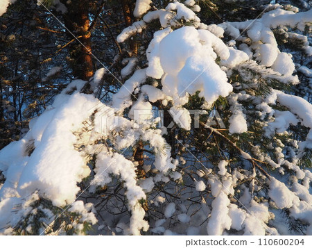 Pine forest in winter during the day in severe frost, Karelia. Snow on the coniferous branches. Frosty sunny weather anticyclone. Scots pine Pinus sylvestris is a plant pine Pinus of Pine Pinaceae Pine forest in winter during the day in severe frost, Karelia. Snow on the coniferous branches. Frosty sunny weather anticyclone. Scots pine Pinus sylvestris is a plant pine Pinus of Pine Pinaceae 110600204