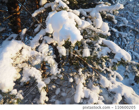 Pine forest in winter during the day in severe frost, Karelia. Snow on the coniferous branches. Frosty sunny weather anticyclone. Scots pine Pinus sylvestris is a plant pine Pinus of Pine Pinaceae Pine forest in winter during the day in severe frost, Karelia. Snow on the coniferous branches. Frosty sunny weather anticyclone. Scots pine Pinus sylvestris is a plant pine Pinus of Pine Pinaceae 110600205