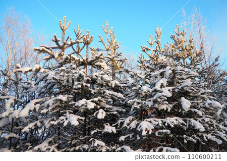 Pine forest in winter during the day in severe frost, Karelia. Snow on the coniferous branches. Frosty sunny weather anticyclone. Scots pine Pinus sylvestris is a plant pine Pinus of Pine Pinaceae Pine forest in winter during the day in severe frost, Karelia. Snow on the coniferous branches. Frosty sunny weather anticyclone. Scots pine Pinus sylvestris is a plant pine Pinus of Pine Pinaceae 110600211