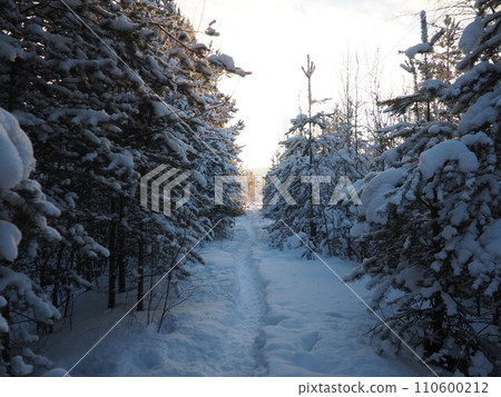 Pine forest in winter during the day in severe frost, Karelia. Snow on the coniferous branches. Frosty sunny weather anticyclone. Scots pine Pinus sylvestris is a plant pine Pinus of Pine Pinaceae Pine forest in winter during the day in severe frost, Karelia. Snow on the coniferous branches. Frosty sunny weather anticyclone. Scots pine Pinus sylvestris is a plant pine Pinus of Pine Pinaceae 110600212