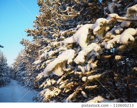 Pine forest in winter during the day in severe frost, Karelia. Snow on the coniferous branches. Frosty sunny weather anticyclone. Scots pine Pinus sylvestris is a plant pine Pinus of Pine Pinaceae Pine forest in winter during the day in severe frost, Karelia. Snow on the coniferous branches. Frosty sunny weather anticyclone. Scots pine Pinus sylvestris is a plant pine Pinus of Pine Pinaceae 110600213