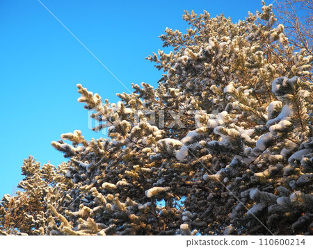 Pine forest in winter during the day in severe frost, Karelia. Snow on the coniferous branches. Frosty sunny weather anticyclone. Scots pine Pinus sylvestris is a plant pine Pinus of Pine Pinaceae Pine forest in winter during the day in severe frost, Karelia. Snow on the coniferous branches. Frosty sunny weather anticyclone. Scots pine Pinus sylvestris is a plant pine Pinus of Pine Pinaceae 110600214