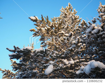 Pine forest in winter during the day in severe frost, Karelia. Snow on the coniferous branches. Frosty sunny weather anticyclone. Scots pine Pinus sylvestris is a plant pine Pinus of Pine Pinaceae 110600232
