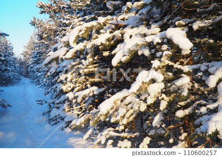 Pine forest in winter during the day in severe frost, Karelia. Snow on the coniferous branches. Frosty sunny weather anticyclone. Scots pine Pinus sylvestris is a plant pine Pinus of Pine Pinaceae 110600257