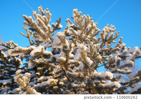 Pine forest in winter during the day in severe frost, Karelia. Snow on the coniferous branches. Frosty sunny weather anticyclone. Scots pine Pinus sylvestris is a plant pine Pinus of Pine Pinaceae Pine forest in winter during the day in severe frost, Karelia. Snow on the coniferous branches. Frosty sunny weather anticyclone. Scots pine Pinus sylvestris is a plant pine Pinus of Pine Pinaceae 110600262