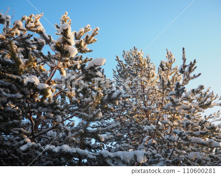 Pine forest in winter during the day in severe frost, Karelia. Snow on the coniferous branches. Frosty sunny weather anticyclone. Scots pine Pinus sylvestris is a plant pine Pinus of Pine Pinaceae Pine forest in winter during the day in severe frost, Karelia. Snow on the coniferous branches. Frosty sunny weather anticyclone. Scots pine Pinus sylvestris is a plant pine Pinus of Pine Pinaceae 110600281