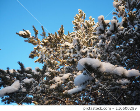 Pine forest in winter during the day in severe frost, Karelia. Snow on the coniferous branches. Frosty sunny weather anticyclone. Scots pine Pinus sylvestris is a plant pine Pinus of Pine Pinaceae 110600289