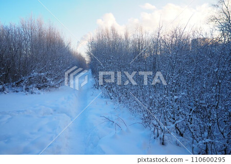 Forest in winter during the day in severe frost, Karelia. Snow on the branches. The production chimney produces a lot of white smoke. Walking along path in the snow. Severe frost -30 degrees Celsius. Forest in winter during the day in severe frost, Karelia. Snow on the branches. The production chimney produces a lot of white smoke. Walking along path in the snow. Severe frost -30 degrees Celsius. 110600295