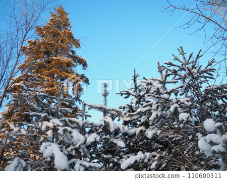 Pine forest in winter during the day in severe frost, Karelia. Snow on the coniferous branches. Frosty sunny weather anticyclone. Scots pine Pinus sylvestris is a plant pine Pinus of Pine Pinaceae Pine forest in winter during the day in severe frost, Karelia. Snow on the coniferous branches. Frosty sunny weather anticyclone. Scots pine Pinus sylvestris is a plant pine Pinus of Pine Pinaceae 110600311