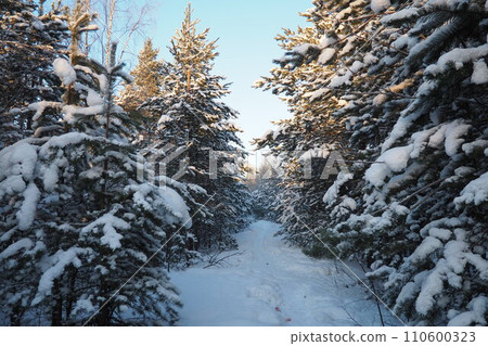 Pine forest in winter during the day in severe frost, Karelia. Snow on the coniferous branches. Frosty sunny weather anticyclone. Scots pine Pinus sylvestris is a plant pine Pinus of Pine Pinaceae Pine forest in winter during the day in severe frost, Karelia. Snow on the coniferous branches. Frosty sunny weather anticyclone. Scots pine Pinus sylvestris is a plant pine Pinus of Pine Pinaceae 110600323
