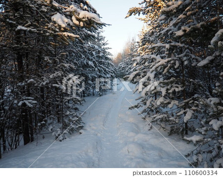 Pine forest in winter during the day in severe frost, Karelia. Snow on the coniferous branches. Frosty sunny weather anticyclone. Scots pine Pinus sylvestris is a plant pine Pinus of Pine Pinaceae 110600334